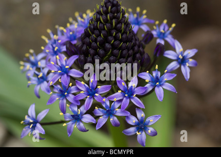 SCILLA PERUVIANA CLOSE UP Banque D'Images