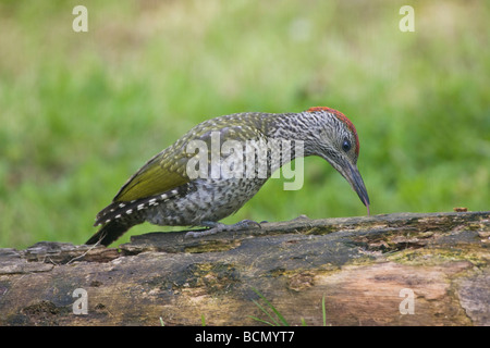 Les jeunes européens Pic Vert Picus viridis recherche de nourriture avec timon long sur rotton log in Oxfordshire Jardin Banque D'Images