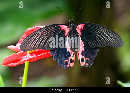 Mormon écarlate rouge à l'oranger / Papilio rumanzovia Banque D'Images