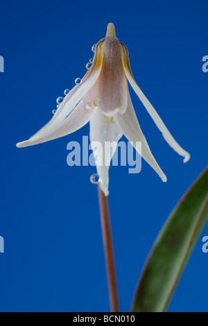 Erythronium dens-canis var. niveum (chien-dent violette, Fontaine lily.) Banque D'Images