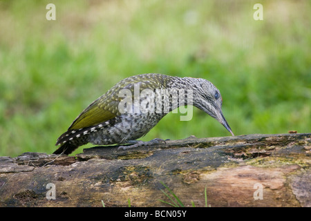 Les jeunes européens Pic Vert Picus viridis recherche de nourriture avec timon long sur rotton log in Oxfordshire Jardin Banque D'Images