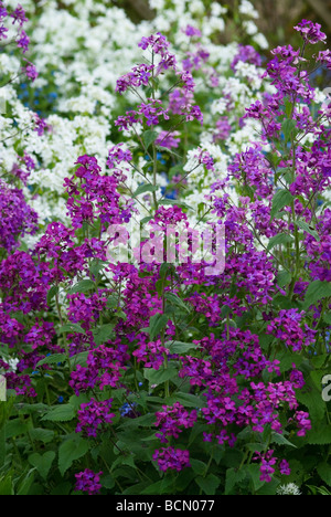 LUNARIA ANNUA HONNÊTETÉ Banque D'Images