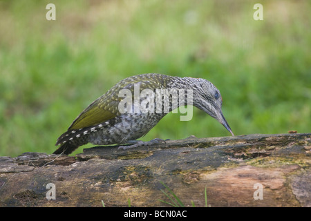 Les jeunes européens Pic Vert Picus viridis recherche de nourriture avec timon long sur rotton log in Oxfordshire Jardin Banque D'Images