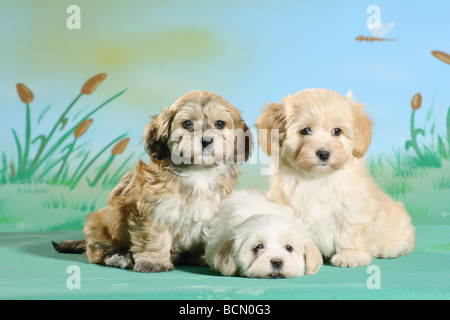 Chien Havanais. Trois chiots sur une couverture Banque D'Images