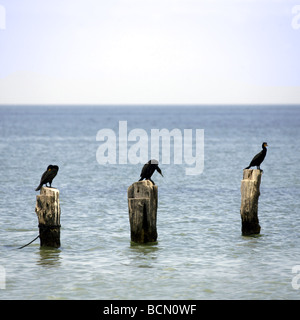 Les Cormorans perchés sur trois postes, l'île de Holbox, Quintana Roo, Yucatán, Mexique, une destination mexicaine unique Banque D'Images