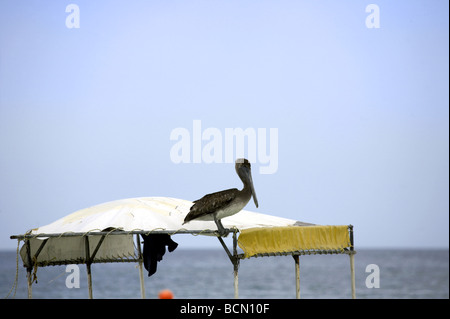 Pélican brun (Pelecanus occidentalis) perché sur un bateau, l'île de Holbox, Quintana Roo, Yucatán, Mexique, Banque D'Images