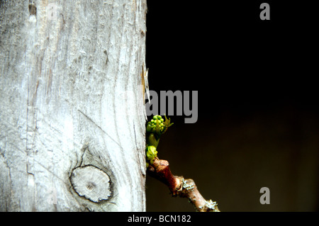 Ivy en herbe Banque D'Images