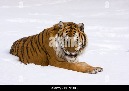 Tigre dans la neige Banque D'Images