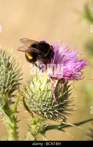 Bourdon sur une fleur sauvage chardon dans le Somerset en Angleterre Banque D'Images