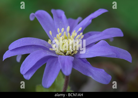 Anemone apennina Windflower AGA Banque D'Images