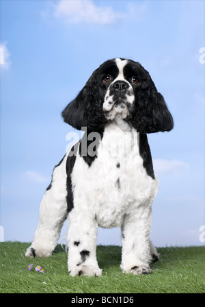 Chien Cocker américain, 2 ans, à l'appareil photo au comité permanent sur l'herbe contre ciel bleu, studio shot Banque D'Images