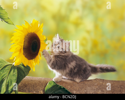 Chaton Chat domestique de sunflower Banque D'Images