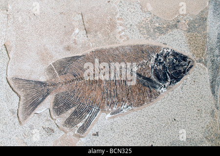 Phareodus fossiles de poissons de l'espèce Laggerstatte des dépôts de la Formation de Green River Wyoming USA ère Éocène Banque D'Images