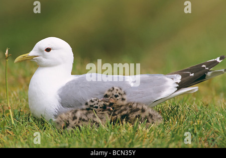 Goéland avec deux oisillons sur prairie / Larus canus Banque D'Images