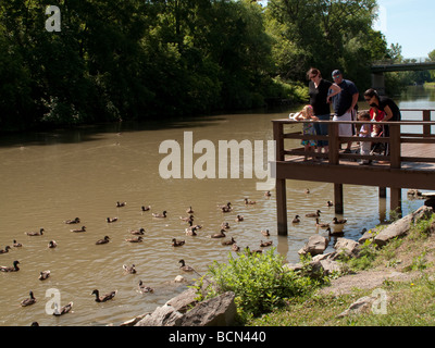 Chez les canards d'une famille le canal Érié. Banque D'Images