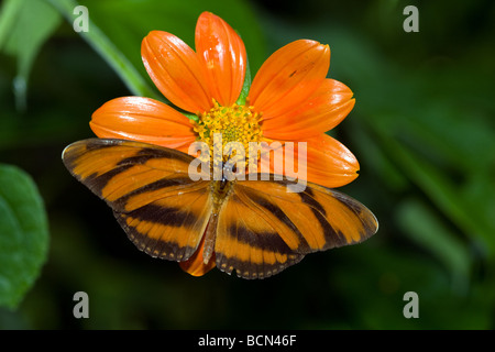 Dryadula phaetusa, également connu sous le nom de l'Orange, bagués Heliconian bagués, Orange ou Orange Tiger, est une espèce de papillon Banque D'Images