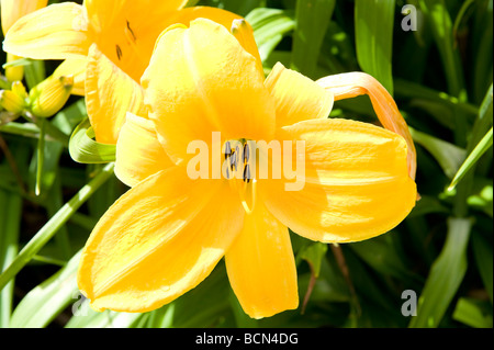 Hemerocallidaceae Hemerocallis Hémérocalle Liliaceae/'Sunrise'. Jaune doré lumineux frappe magnifiquement fleur en pleine floraison. Banque D'Images