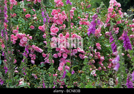 Roses et digitales dans un chalet jardin Banque D'Images