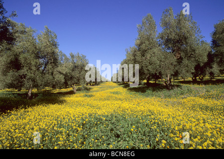 Maroc paysage en fleur près de Moulay Idriss Banque D'Images