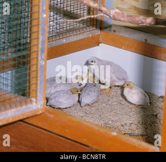 La caille peinte de Chine avec l'envol / Coturnix chinensis Banque D'Images