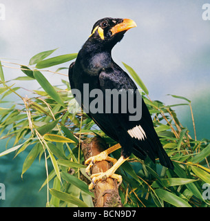 Une plus grande Indian Hill Mynah sur branch / Gracula religiosa intermedia Banque D'Images