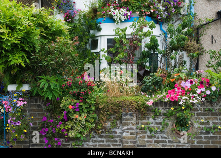 Royaume-Uni petit jardin urbain maison mitoyenne couverte de fleurs 47 Maynard Street Walthamstow Londres E17 Angleterre HOMER SYKES Banque D'Images