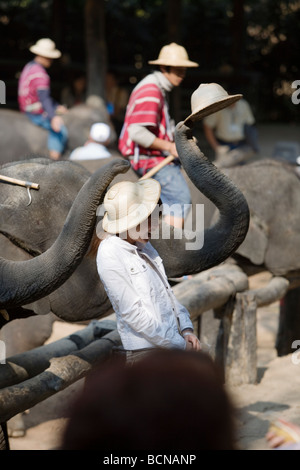 Elephant Camp près de Chiang Mai, Thaïlande. Banque D'Images