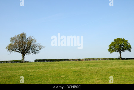 Un champ coupé nettement haie avec deux arbres de chêne (Quercus robur) avec des feuilles juste apparaissant au printemps. Burwash, Sussex, UK. Banque D'Images