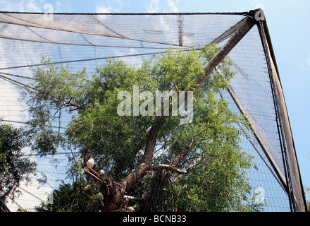 Snowdon Aviary, le Zoo de Londres Banque D'Images