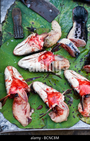 Têtes de poissons à vendre à Phnom Penh Cambodge Marché Banque D'Images