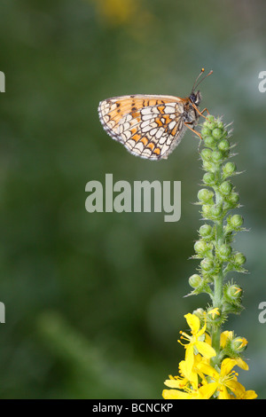 Heath Fritillary Mellicta athalia, butterfly Banque D'Images