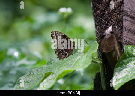 Le Blue Morpho Peleides Morpho peleides () est un papillon tropical irisé trouvés au Mexique, en Amérique centrale, la trinité Banque D'Images