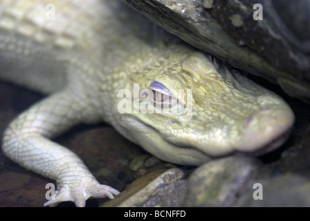 Un alligator albinos Banque D'Images