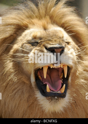 Close up image complète de l'african lion mâle adulte exotiques montrant ses crocs d'énormes crocs dents / Banque D'Images