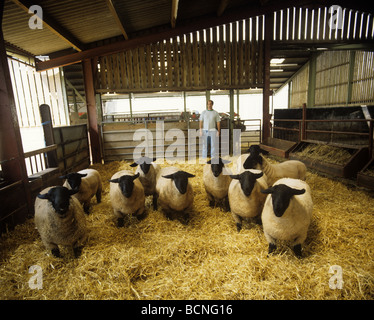Ram Suffolk dans la chambre deux lits avec leur berger Hereford Banque D'Images