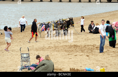 L'Âne alignés sur la plage cleethorpes Banque D'Images