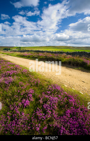 Blanchland Northumberland England Heather sur Birkside est tombée une partie de la North Pennines Area of Outstanding Natural Beauty Banque D'Images