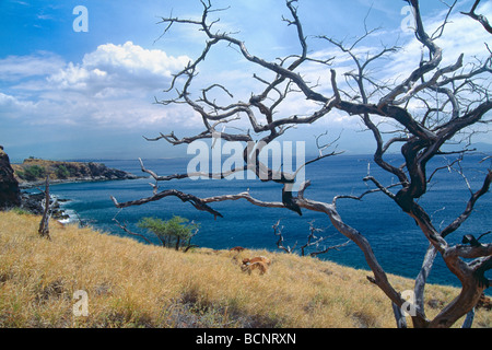 Papawai Point View avec Dreid hors des branches d'arbre West Maui Hawaii Banque D'Images