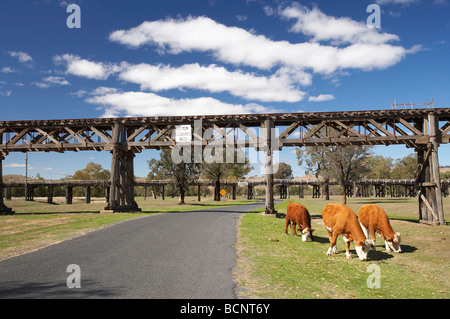 Vaches et pont de chemin de fer historiques en bois 1903 Gundagai le sud de la Nouvelle-Galles du Sud Australie Banque D'Images