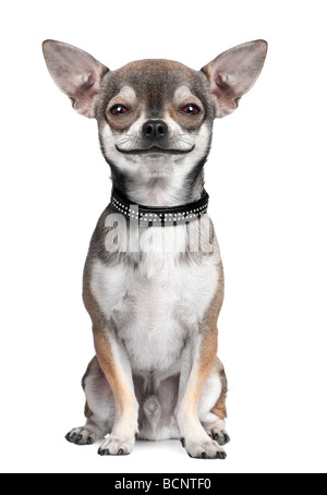 Chihuahua chien regardant la caméra smiling in front of a white background, studio shot Banque D'Images