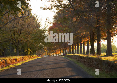 Les arbres d'automne Khancoban montagnes enneigées du sud de la Nouvelle-Galles du Sud Australie Banque D'Images