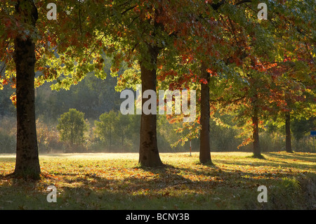 Les arbres d'automne Khancoban montagnes enneigées du sud de la Nouvelle-Galles du Sud Australie Banque D'Images