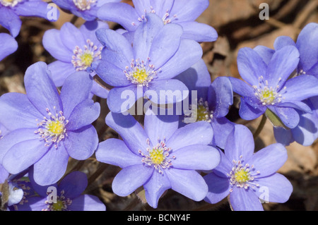 Tour à lobes hepatica close-up Banque D'Images