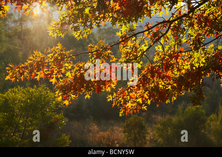 Les arbres d'automne Khancoban montagnes enneigées du sud de la Nouvelle-Galles du Sud Australie Banque D'Images