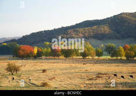 Les terres agricoles et les vaches les arbres d'automne Khancoban montagnes enneigées du New South Wales Australie Banque D'Images