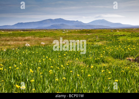 Drapeau jaune Iris à Iochdar South Uist, Hébrides extérieures, en Écosse Banque D'Images