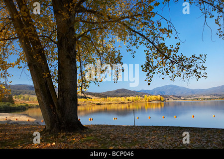 Arbres à Boat Harbour Aire de pique-nique Khancoban Pondage Automne couleur montagnes enneigées et le Sud de la Nouvelle-Galles du Sud Australie Banque D'Images