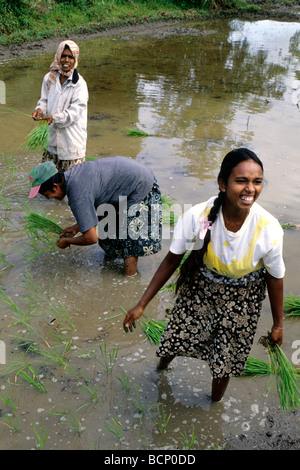 Sri Lanka Anuradhapura travailler dans le champ de riz Banque D'Images
