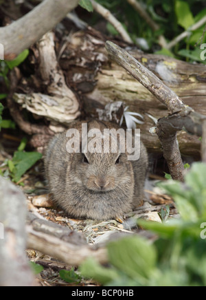 Lapin Oryctolagus cuniculus youngster se reposant dans un tas de bois Banque D'Images