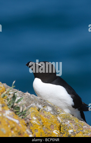 Petit pingouin (Alca torda) reposant sur falaise Banque D'Images